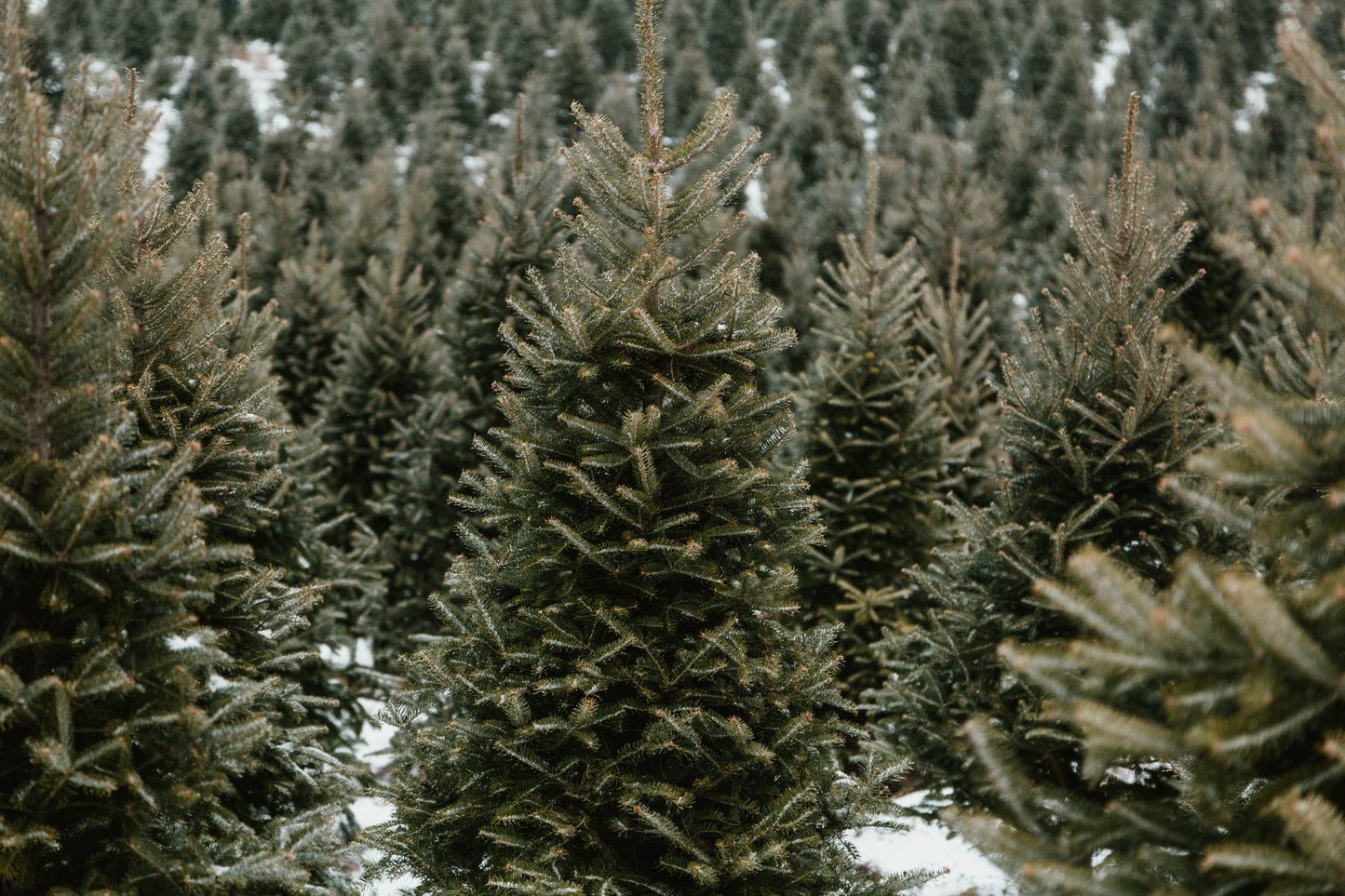 Fresh Cut Christmas Tree Delivery